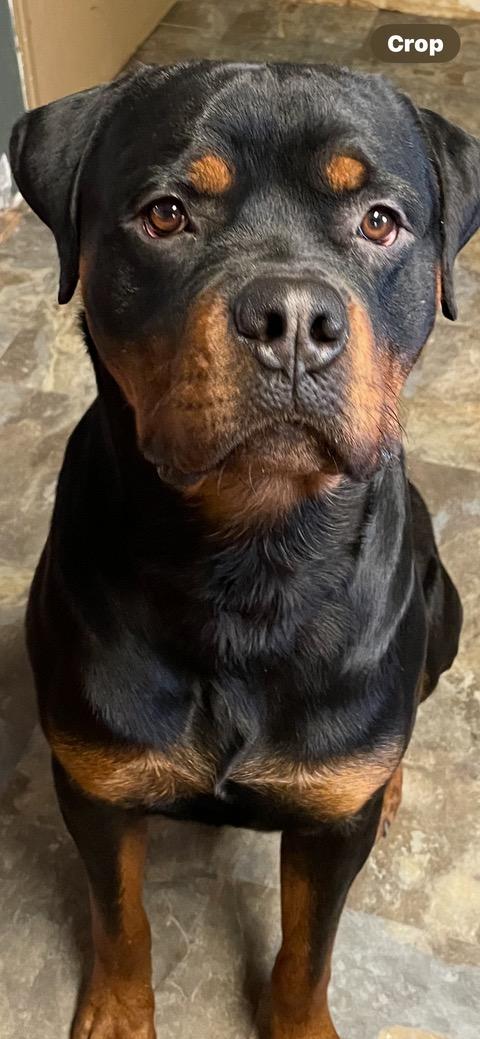 Enlarge Blue, an adopted Rottweiler in Richboro, PA image 2/2