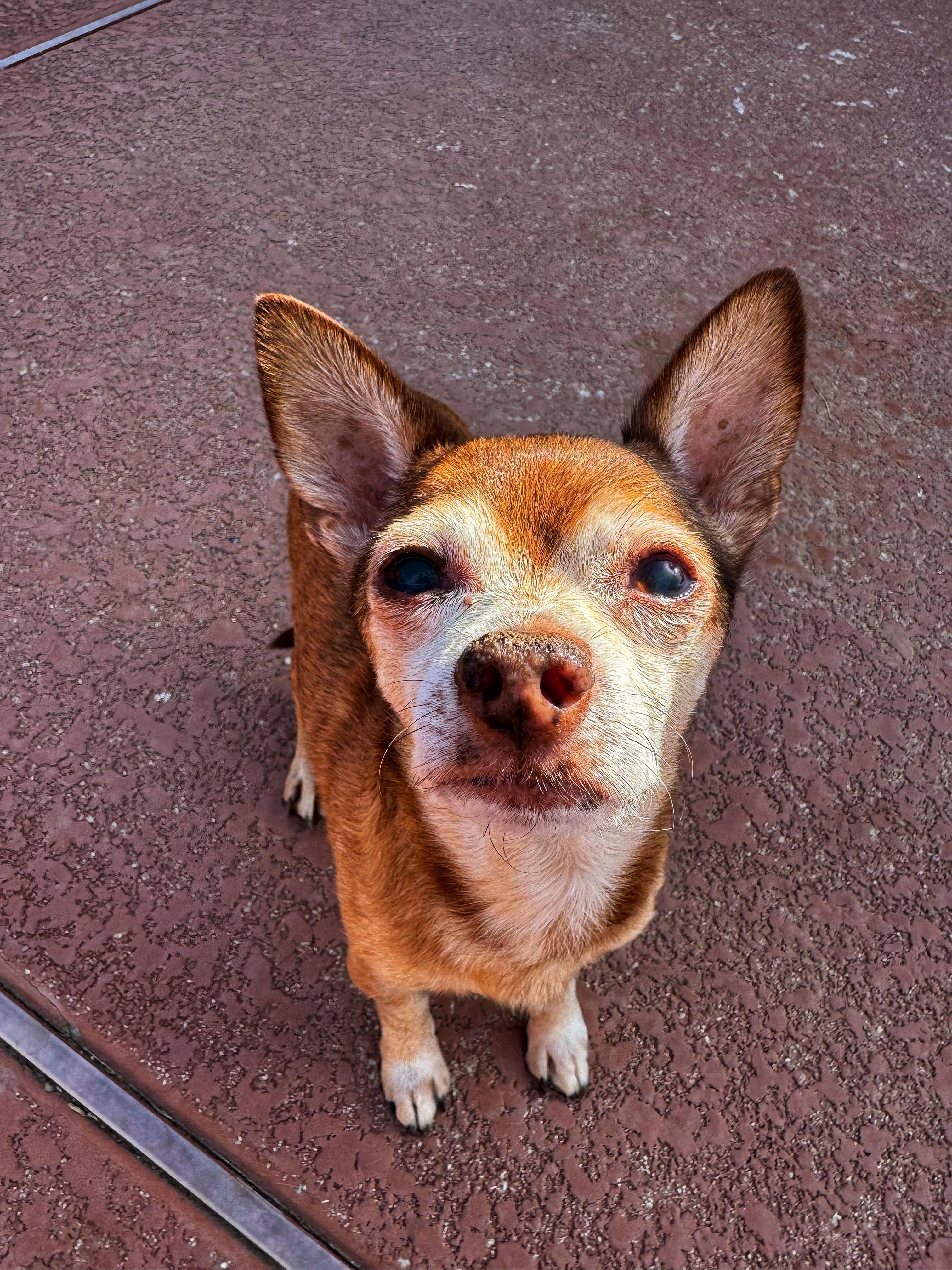 Randall, Adopted, Senior Male Chihuahua & Miniature Pinscher.