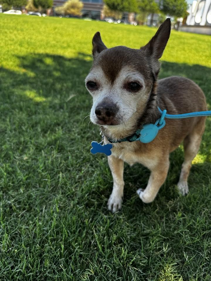 Randall, a Adopted mixed breed in Goodyear, AZ image 2/6