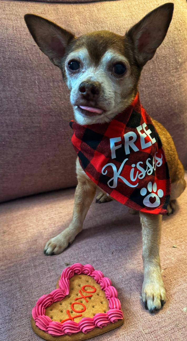 Randall, a Adopted mixed breed in Goodyear, AZ image 3/6