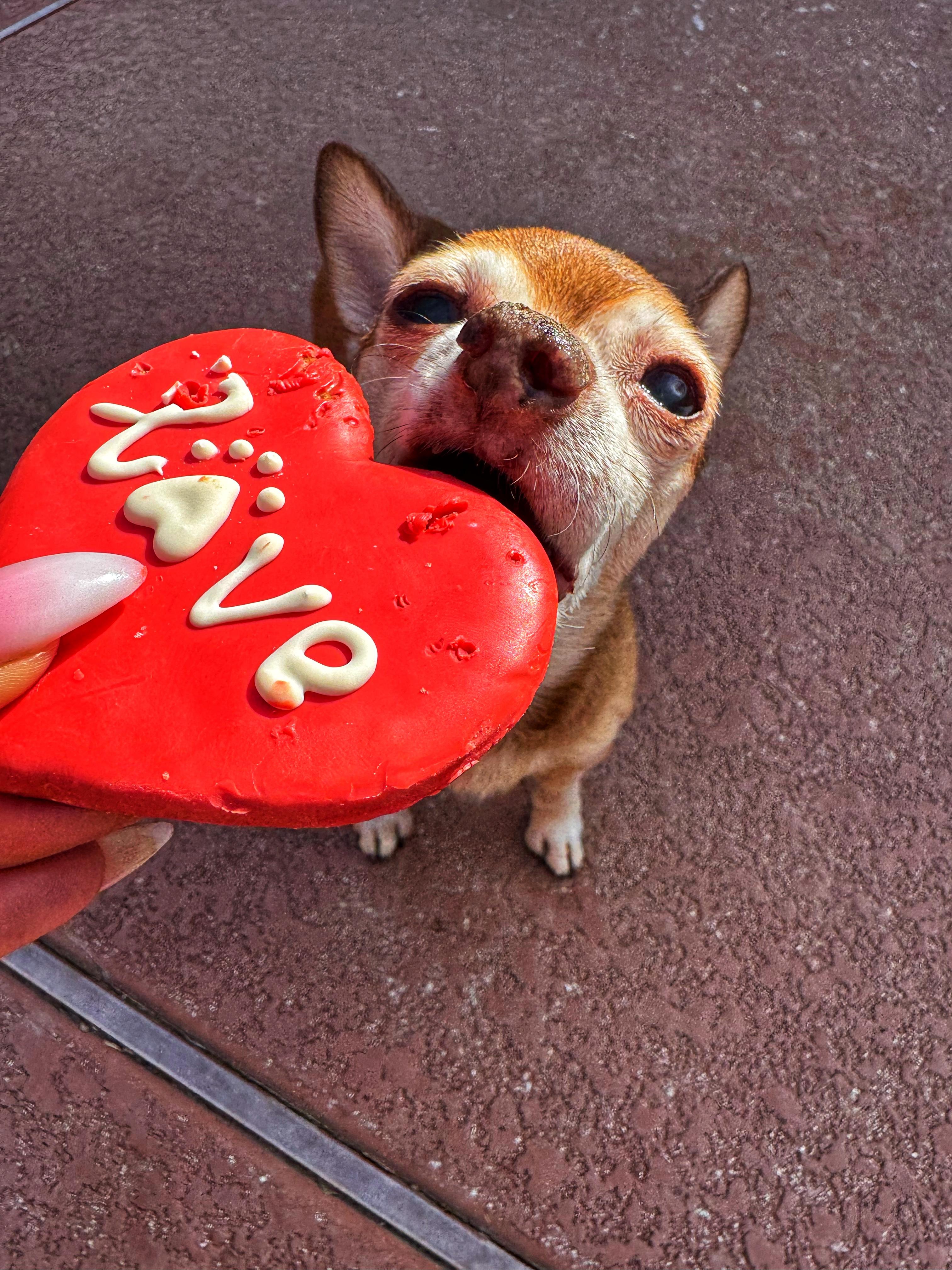 Randall, a Adopted mixed breed in Goodyear, AZ image 4/6
