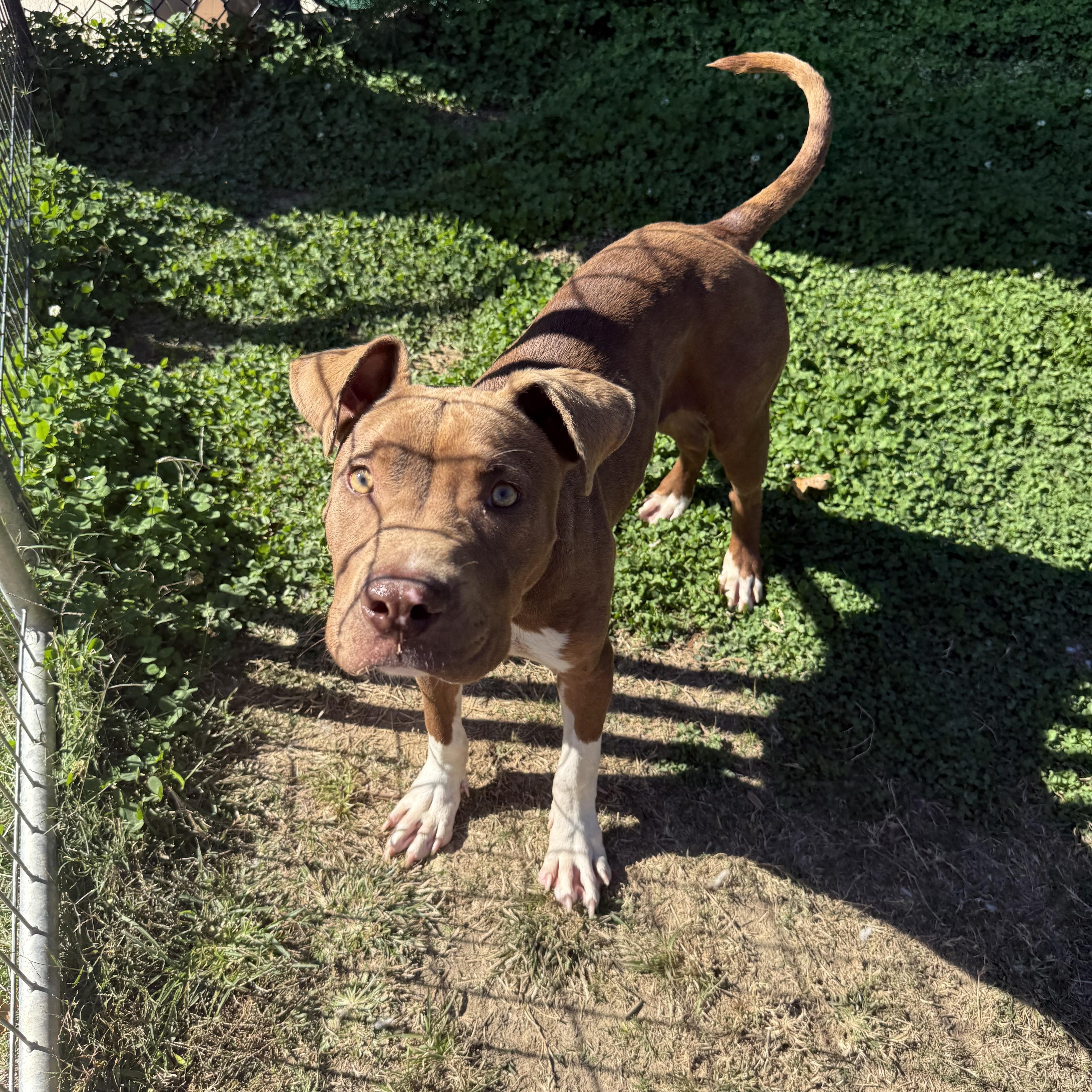 Tripp, Adoptable, Young Male Terrier.