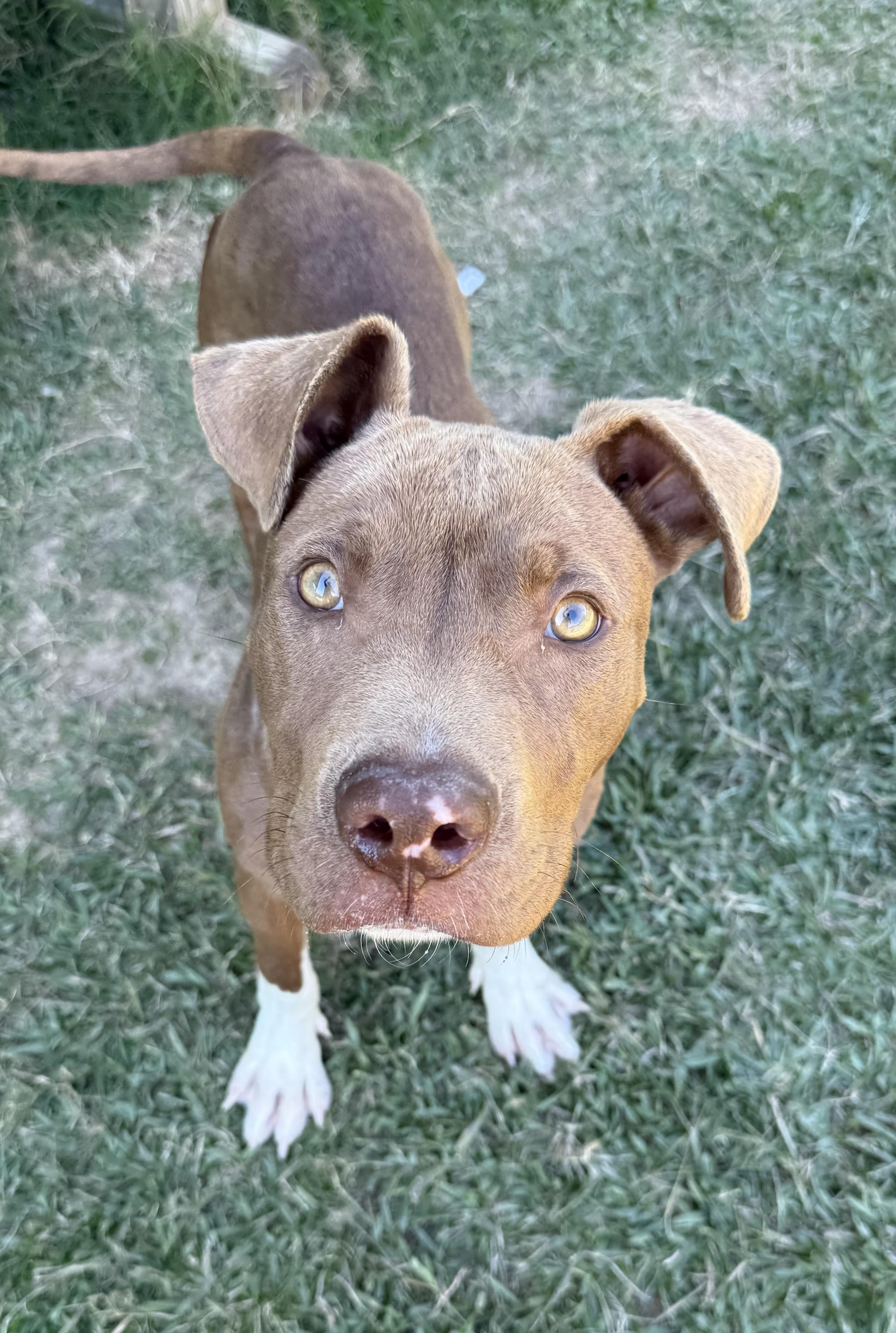 Enlarge Tripp, a Adoptable mixed breed in Lancaster, SC image 2/4