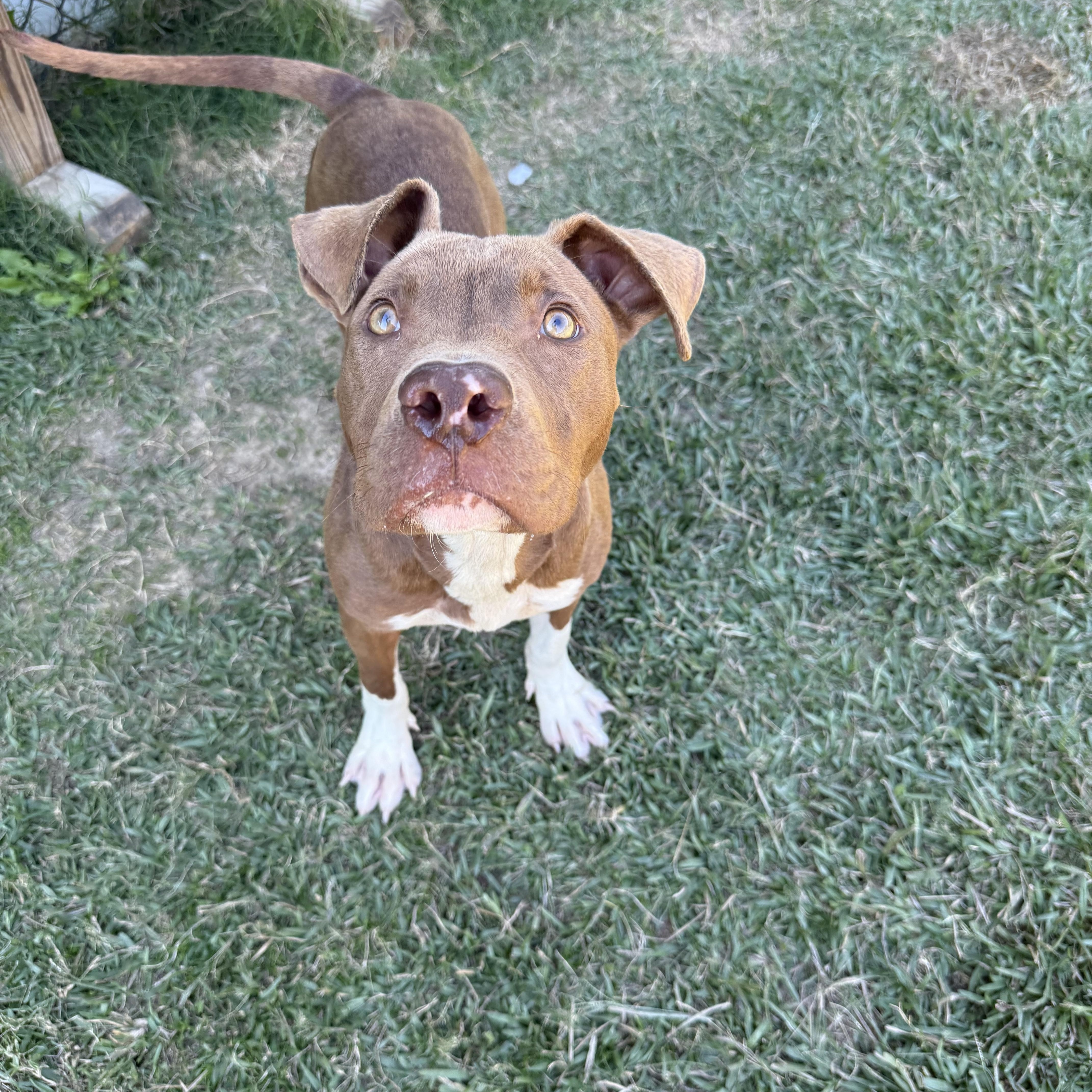 Enlarge Tripp, a Adoptable mixed breed in Lancaster, SC image 3/4