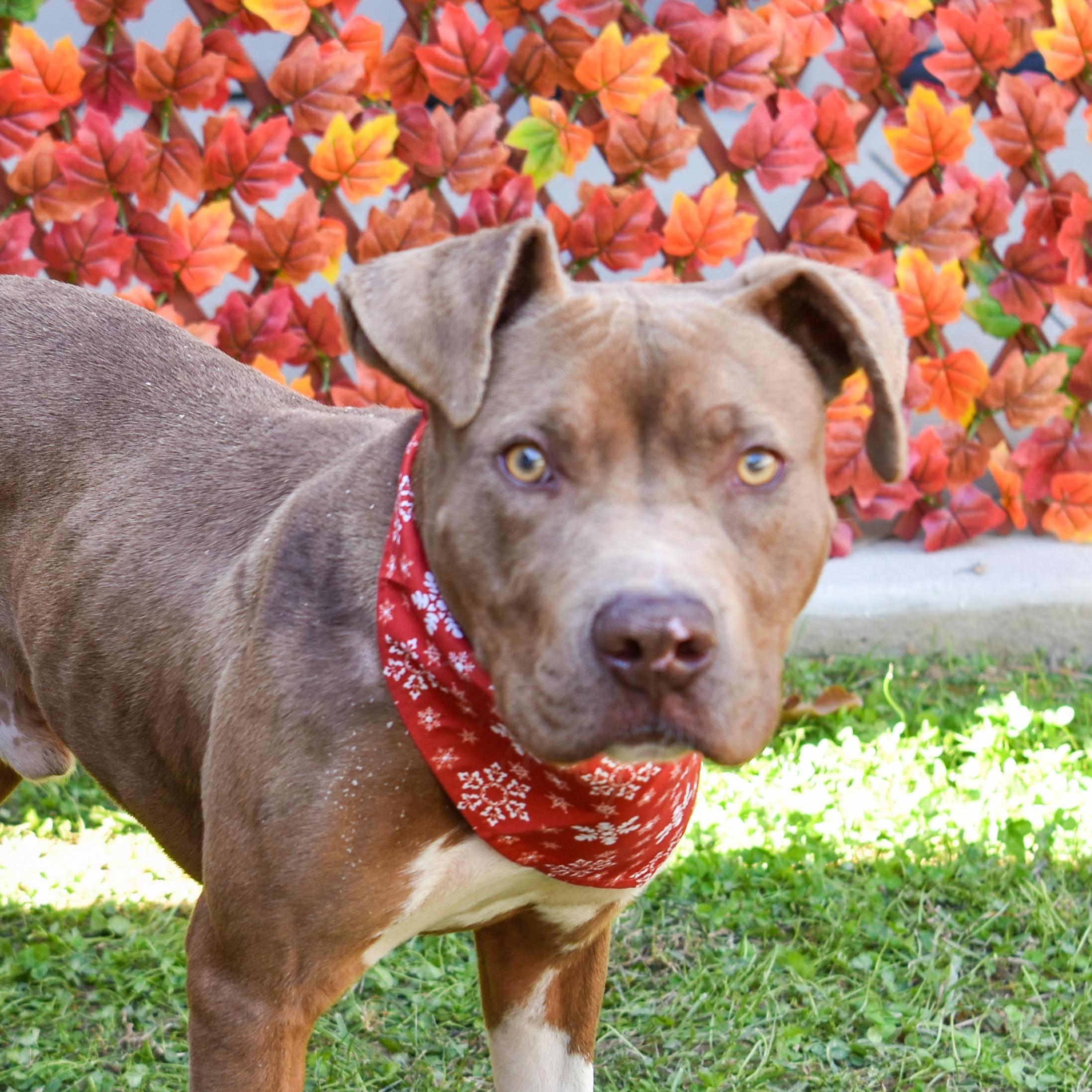 Enlarge Tripp, a Adoptable mixed breed in Lancaster, SC image 4/4