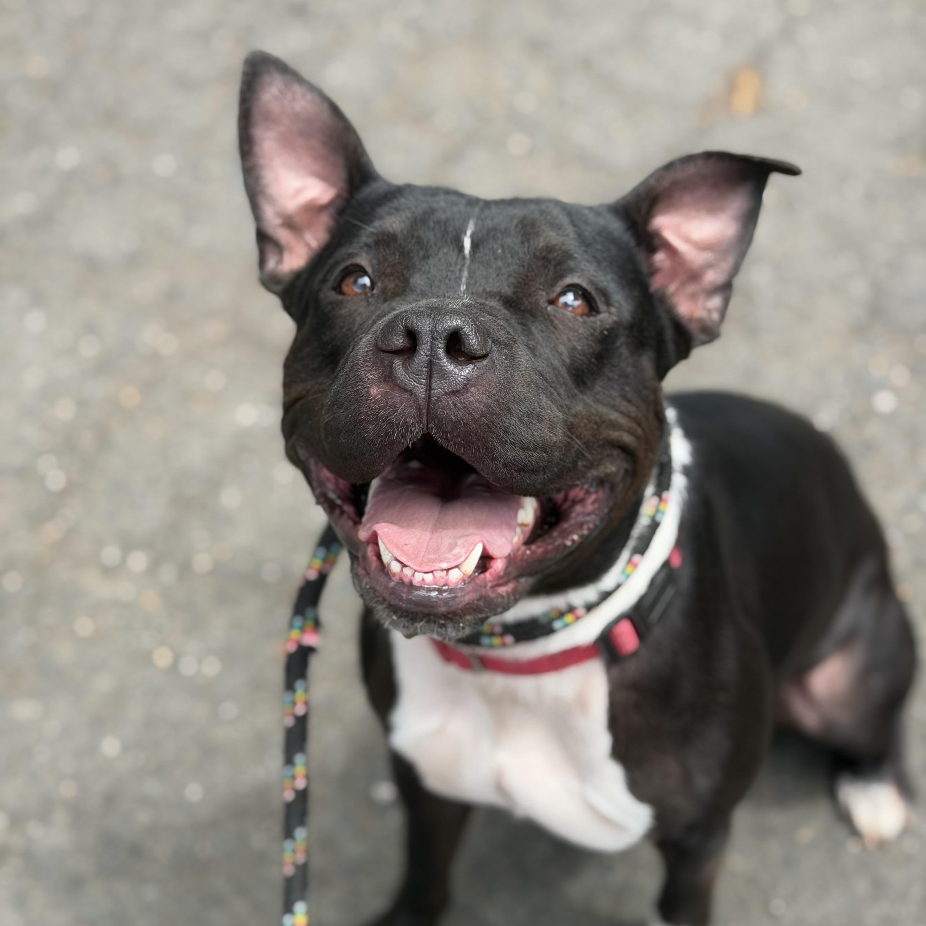 Oreo, ADOPTABLE, Adult Female Pit Bull Terrier.
