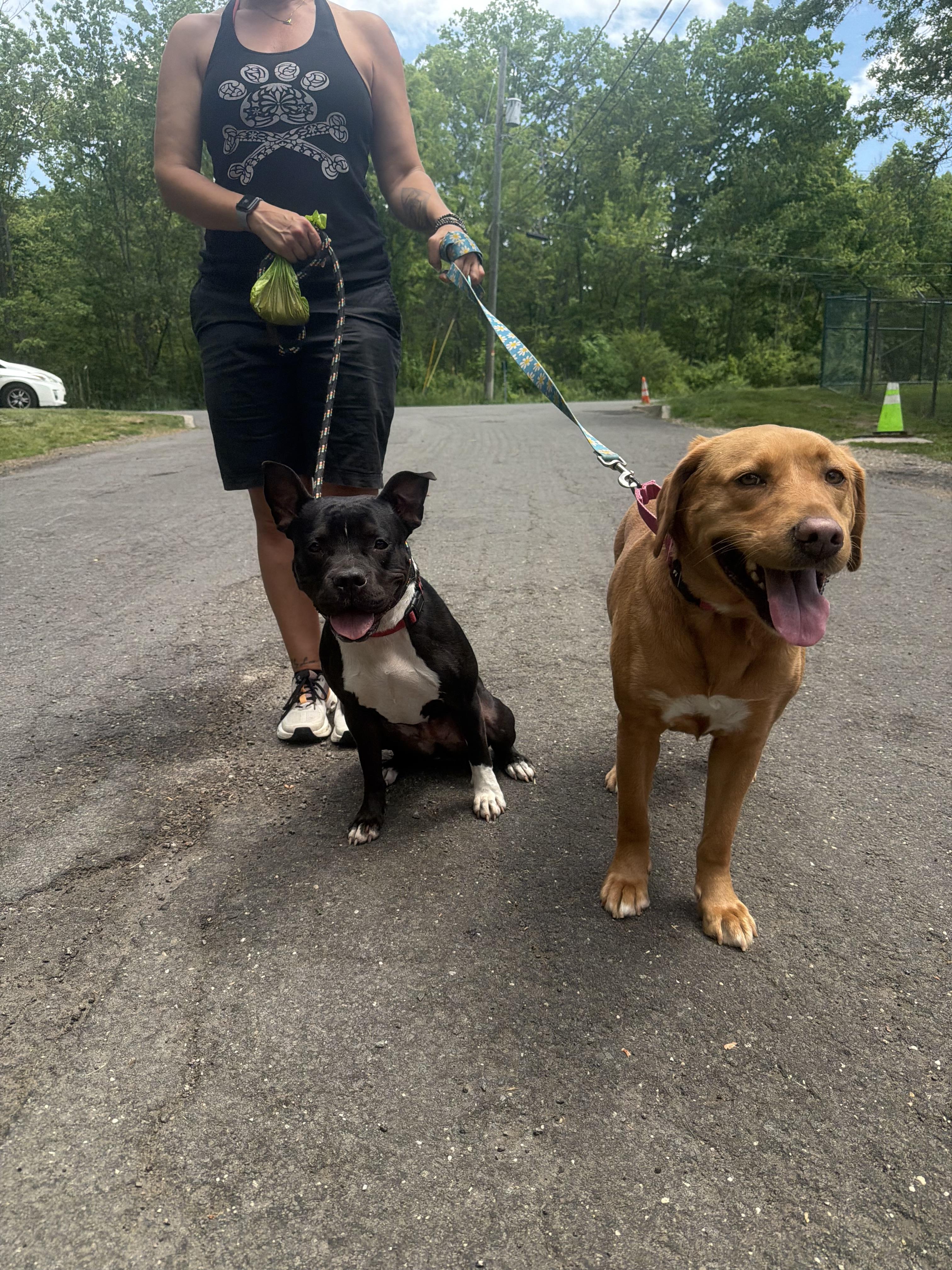 Enlarge Oreo, a ADOPTABLE Pit Bull Terrier in Mahwah, NJ image 6/6