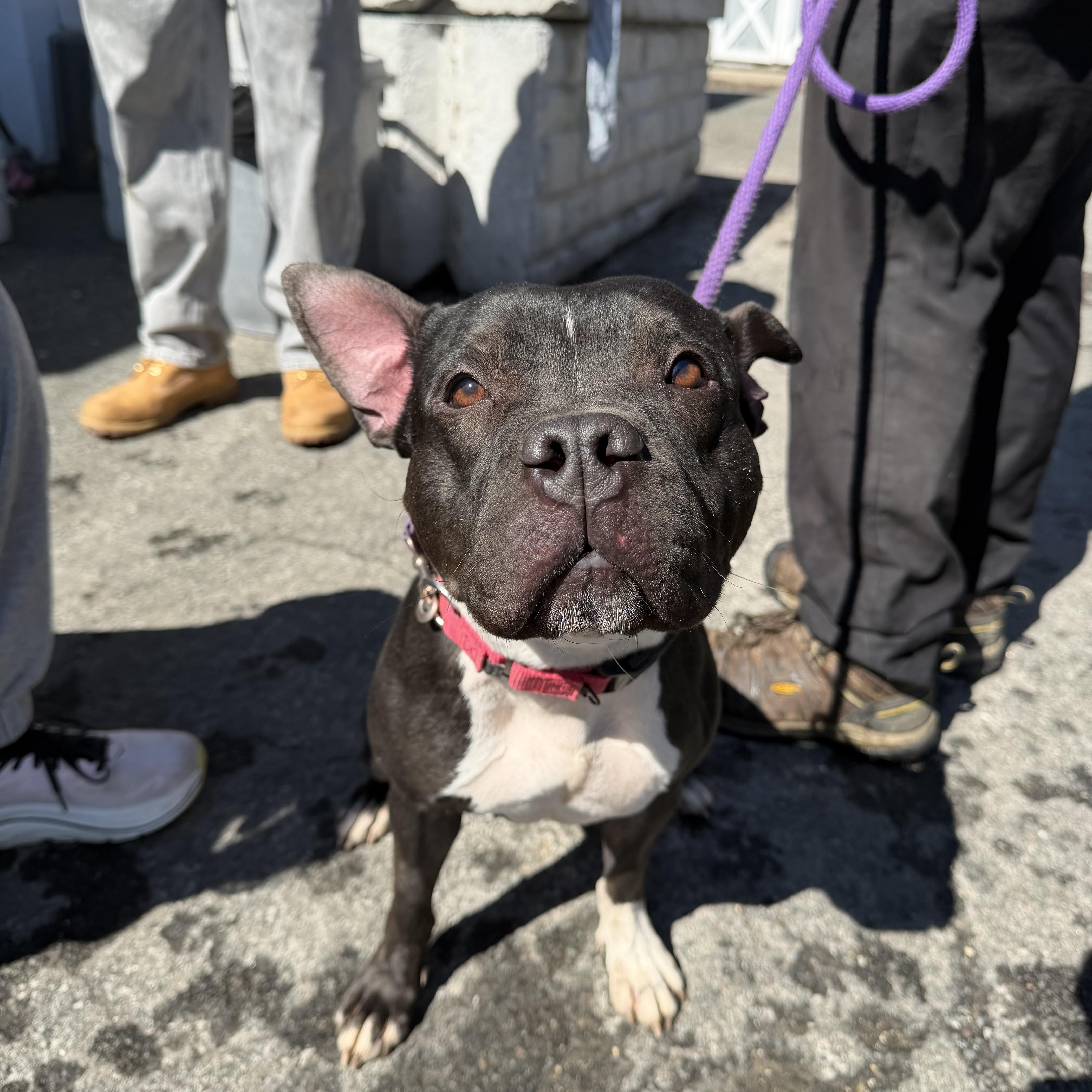 Oreo, ADOPTABLE, Adult Female Pit Bull Terrier.