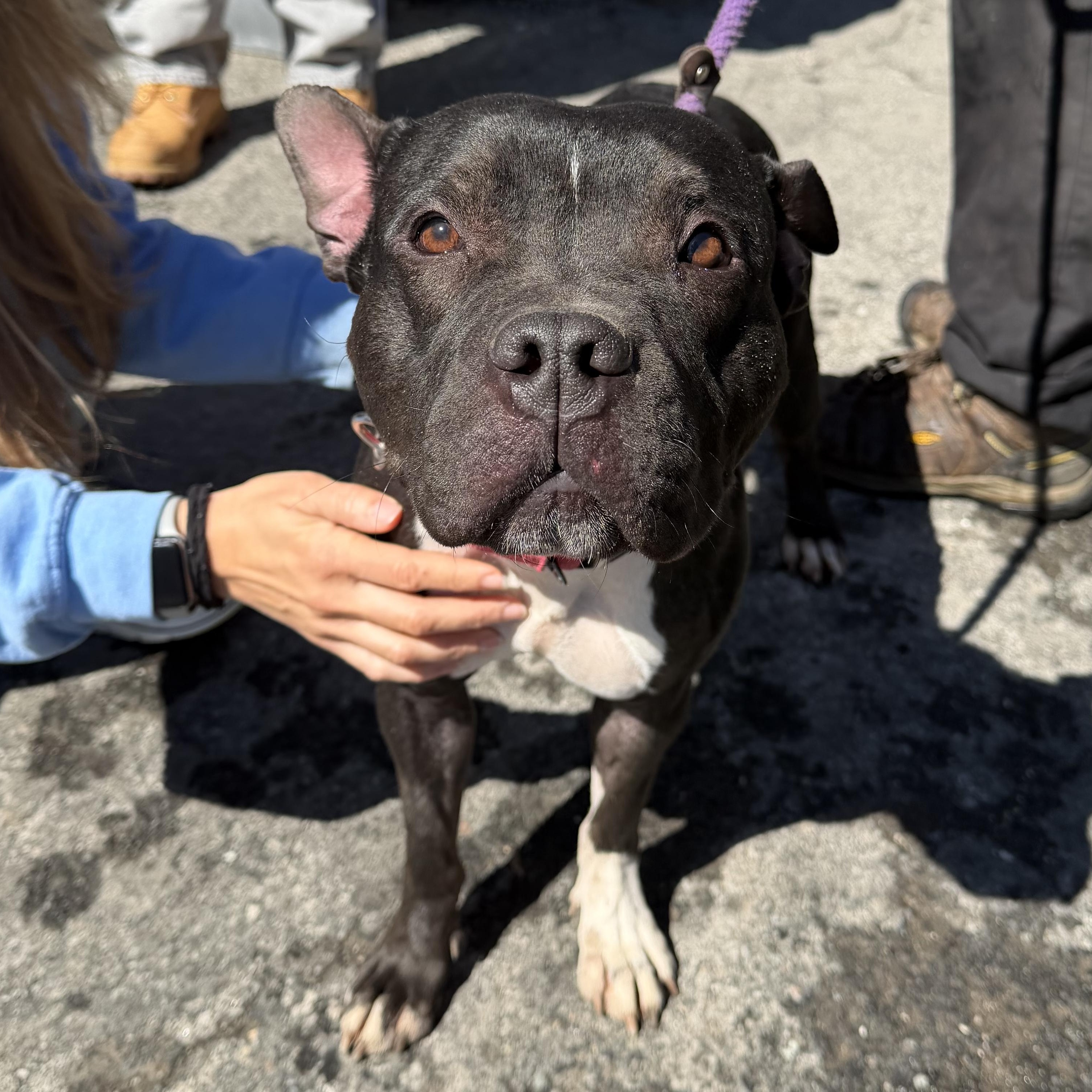 Enlarge Oreo, a ADOPTABLE Pit Bull Terrier in Mahwah, NJ image 2/4