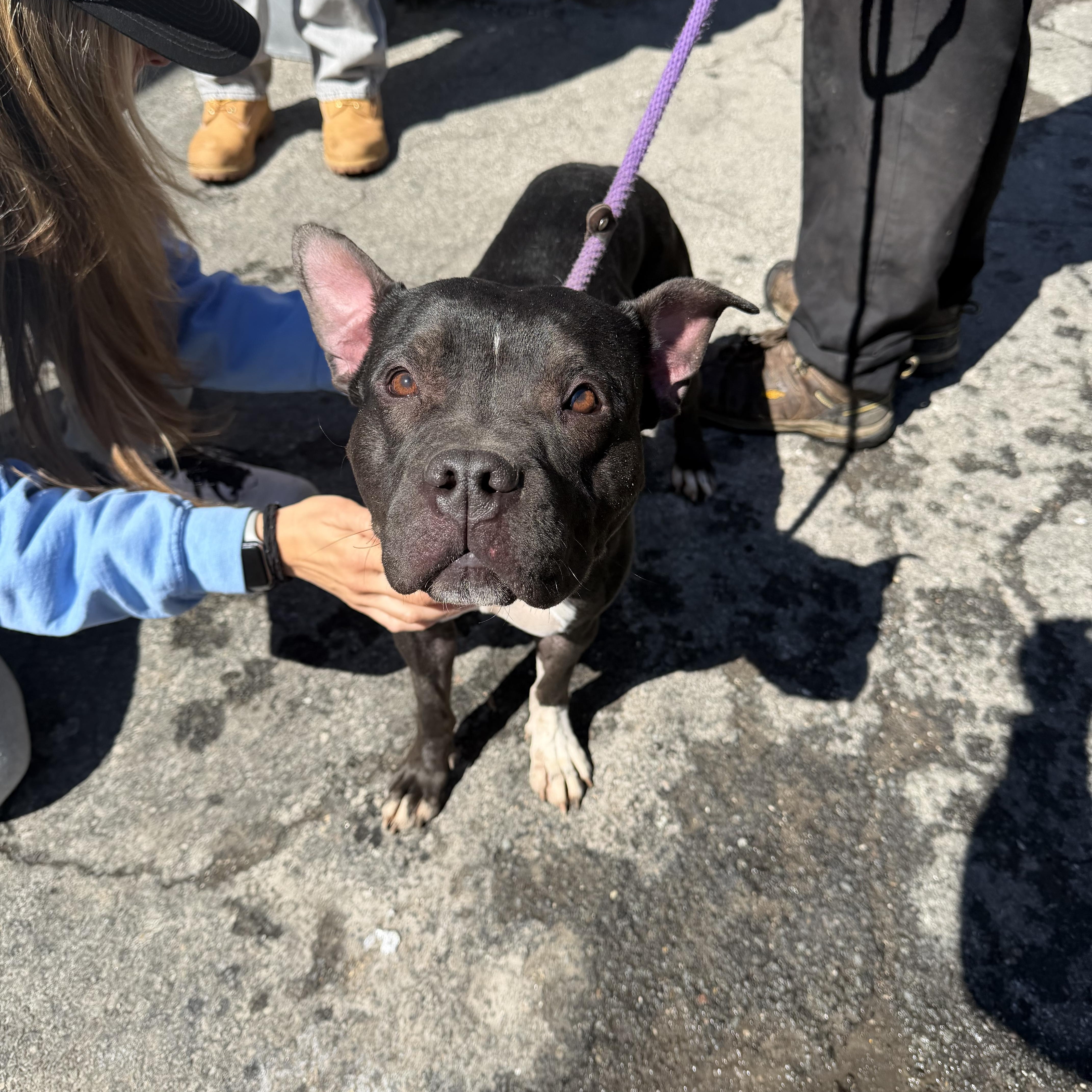 Enlarge Oreo, a ADOPTABLE Pit Bull Terrier in Mahwah, NJ image 3/4
