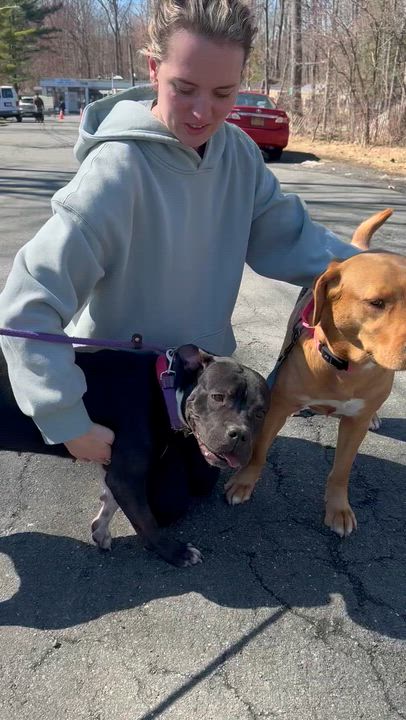 Enlarge Oreo, a ADOPTABLE Pit Bull Terrier in Mahwah, NJ video 4/4