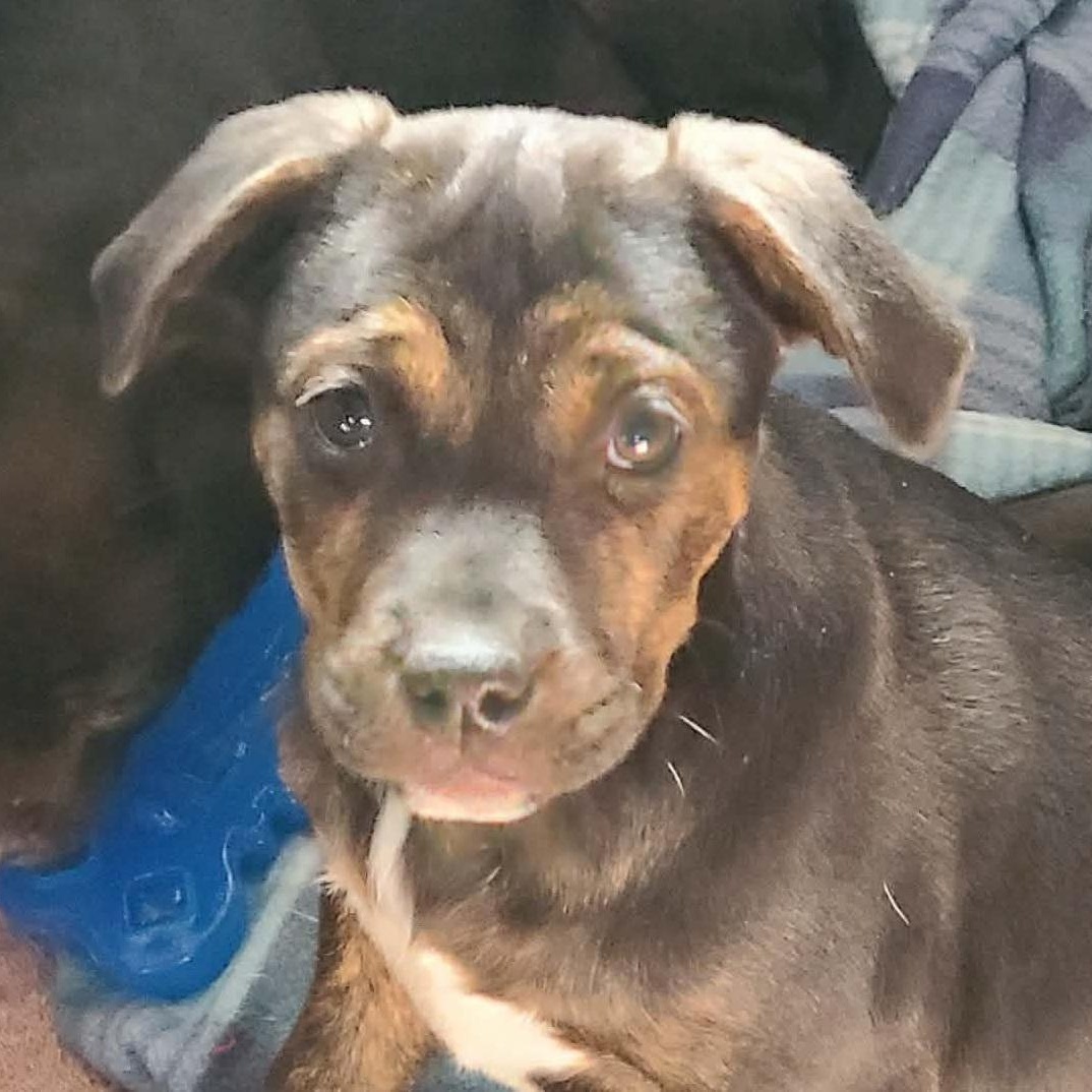 Johnny, ADOPTABLE, Puppy Male Mountain Cur & Plott Hound.