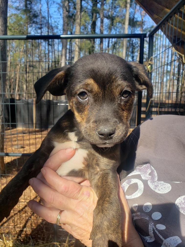 Johnny, ADOPTABLE, Puppy Male Mountain Cur & Plott Hound.