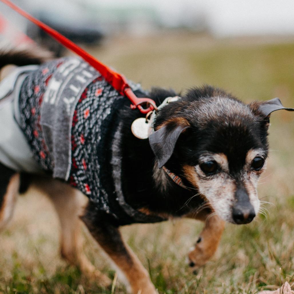 Roscoe (Hospice Program), Adoptable, Senior Male Terrier & Chihuahua.