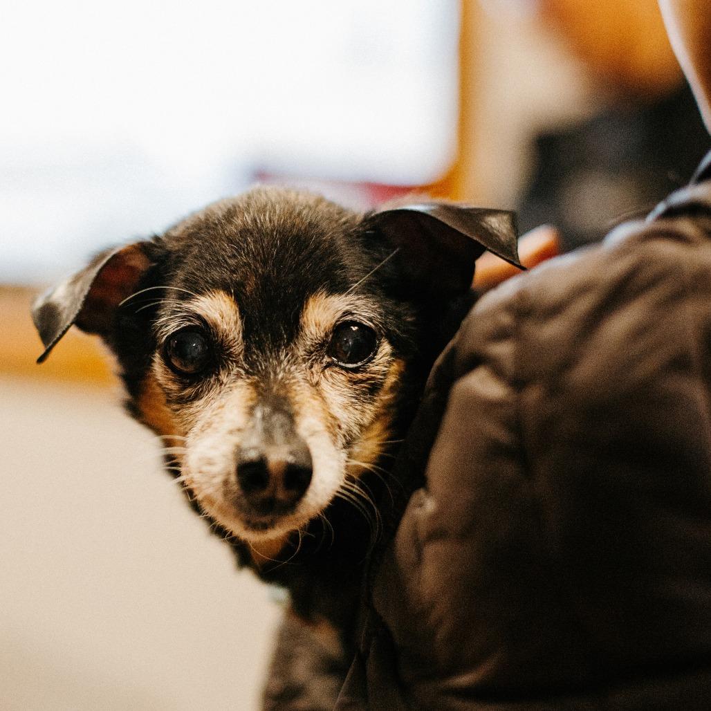 Enlarge Roscoe (Hospice Program), a Adoptable mixed breed in Saint Cloud, MN image 3/4