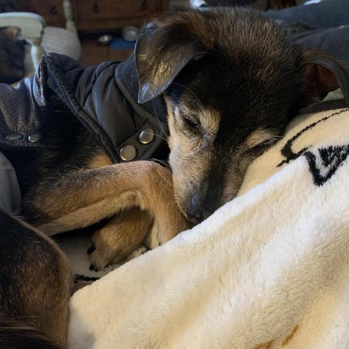 Enlarge Roscoe (Hospice Program), a Adoptable mixed breed in Saint Cloud, MN image 4/4