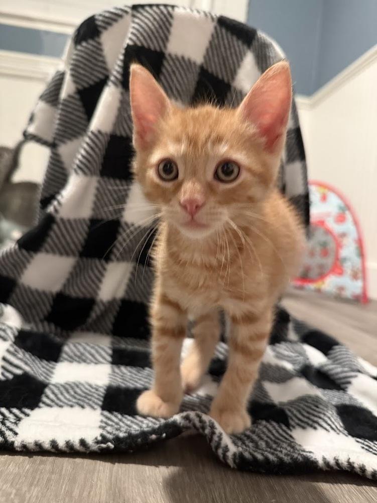 Enlarge Roti, a Adoptable mixed breed in Fremont, CA image 1/6