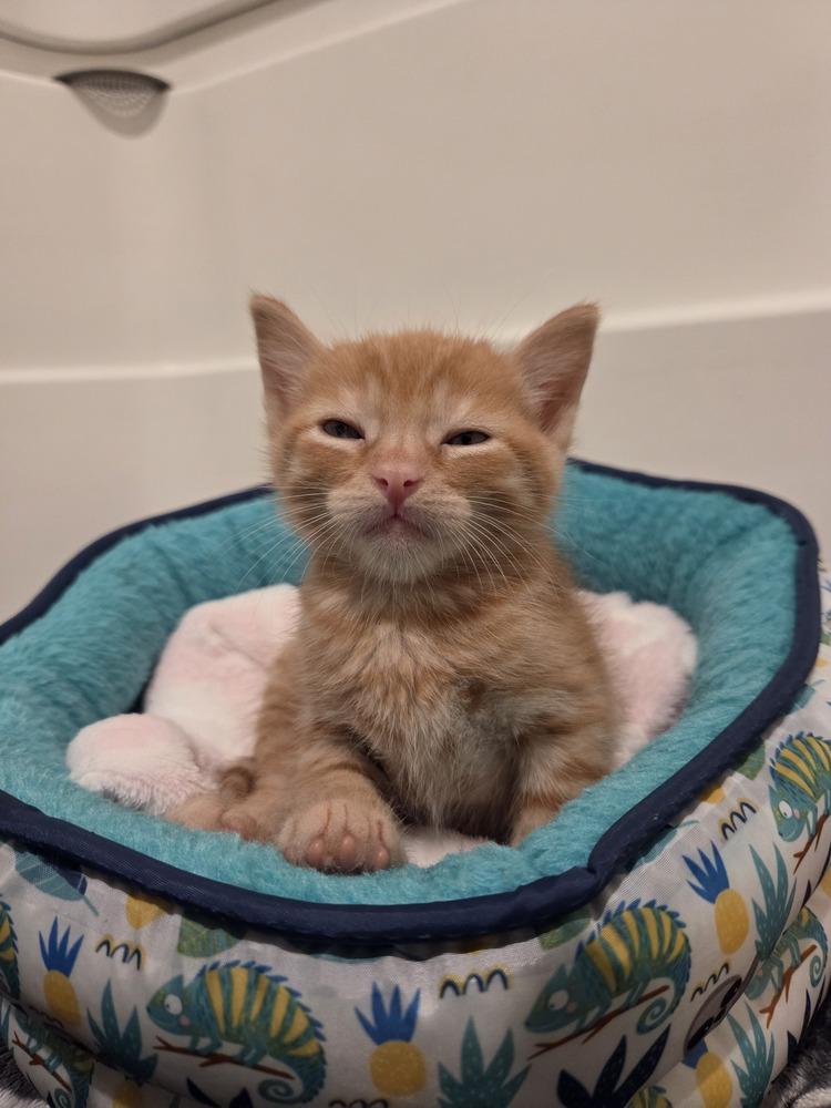 Enlarge Roti, a Adoptable mixed breed in Fremont, CA image 3/6
