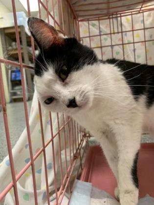 Welcome, Adoptable, Adult Female Domestic Short Hair & Domestic Short Hair.