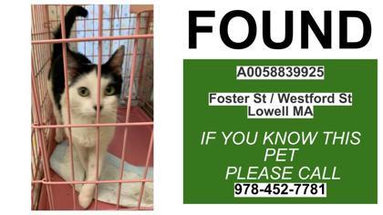 Enlarge Welcome, a Adoptable mixed breed in Lowell, MA image 2/3