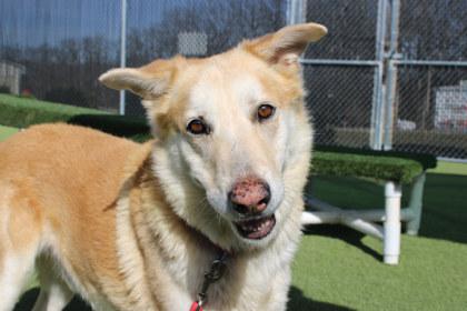 Enlarge Auggie, a Adoptable mixed breed in Kansas City, MO image 1/3