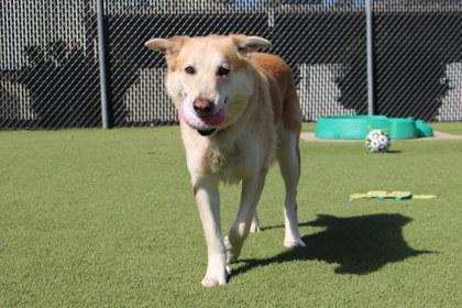 Auggie, Adoptable, Adult Male Labrador Retriever & Mixed Breed.