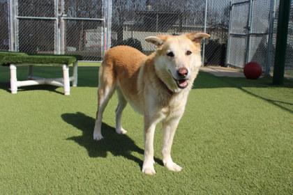 Enlarge Auggie, a Adoptable mixed breed in Kansas City, MO image 3/3