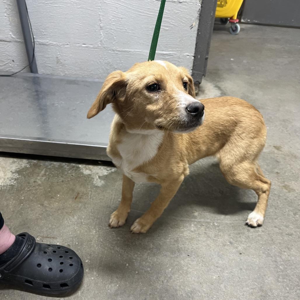 Dax, Adoptable, Young Male Terrier.