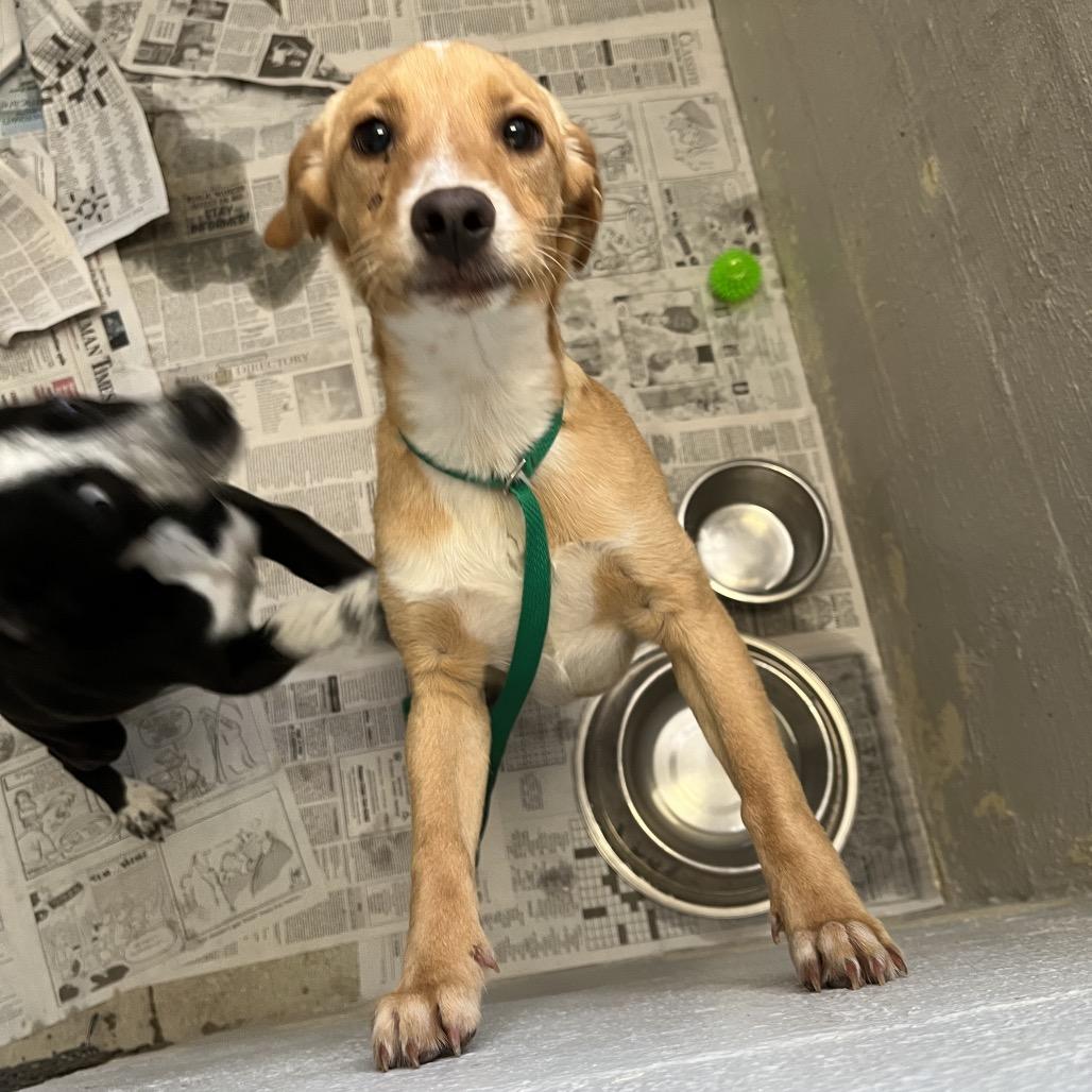 Enlarge Dax, a Adoptable mixed breed in Clanton, AL image 2/4