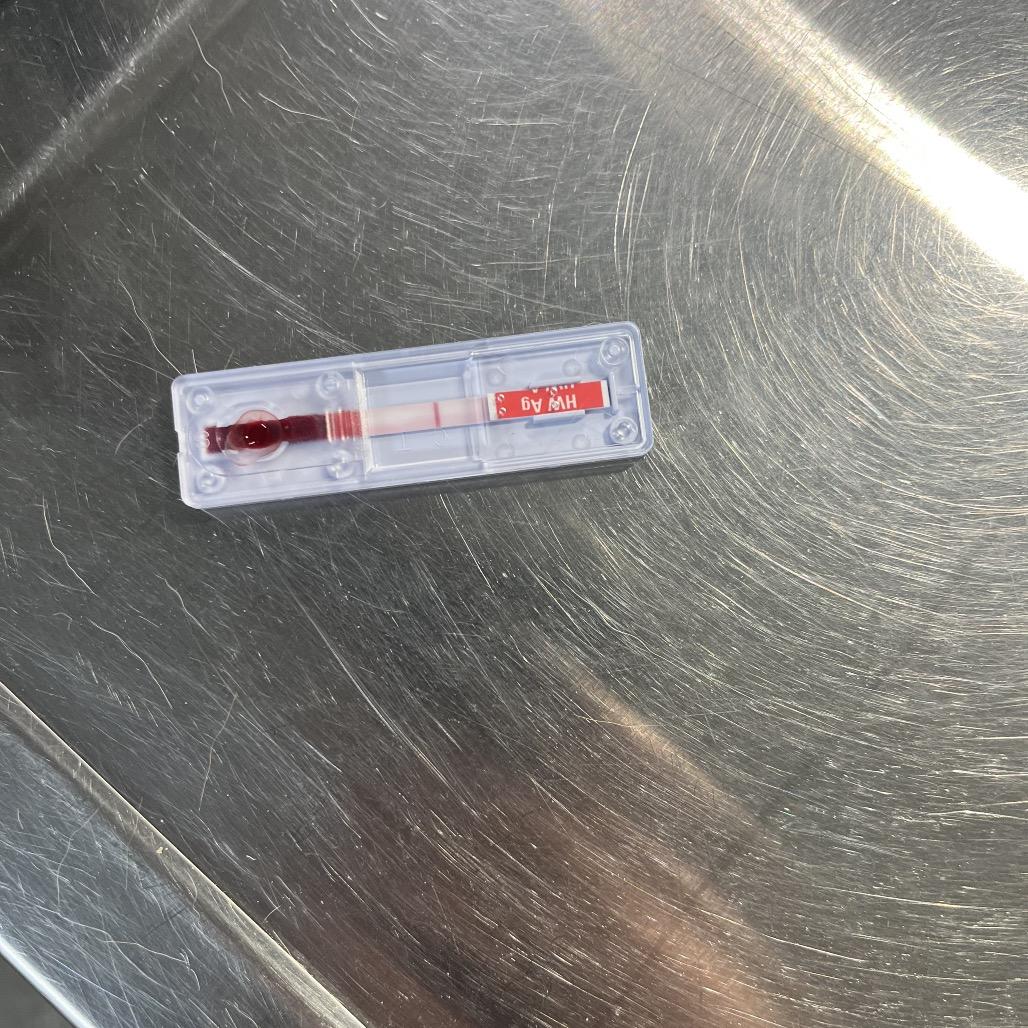 Enlarge Dax, a Adoptable mixed breed in Clanton, AL image 3/4