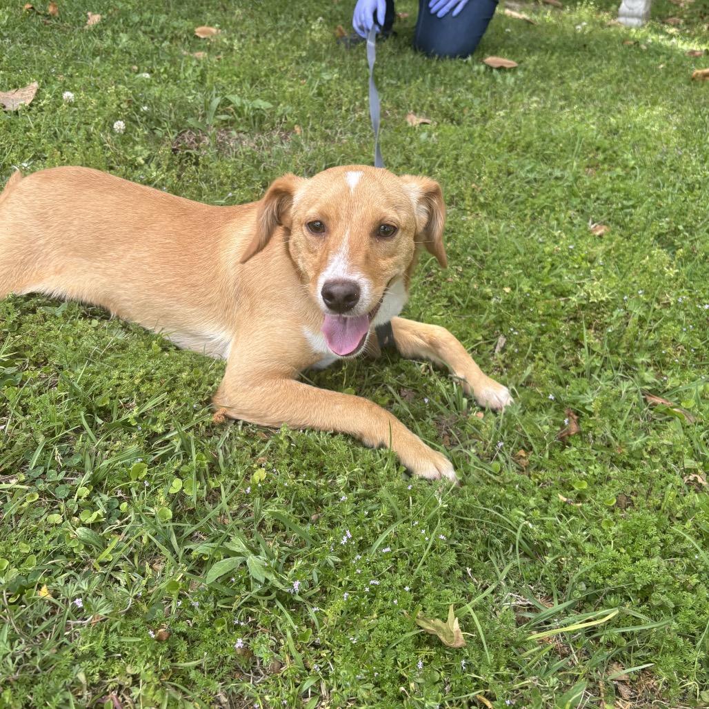 Enlarge Dax, a Adoptable mixed breed in Clanton, AL image 4/4