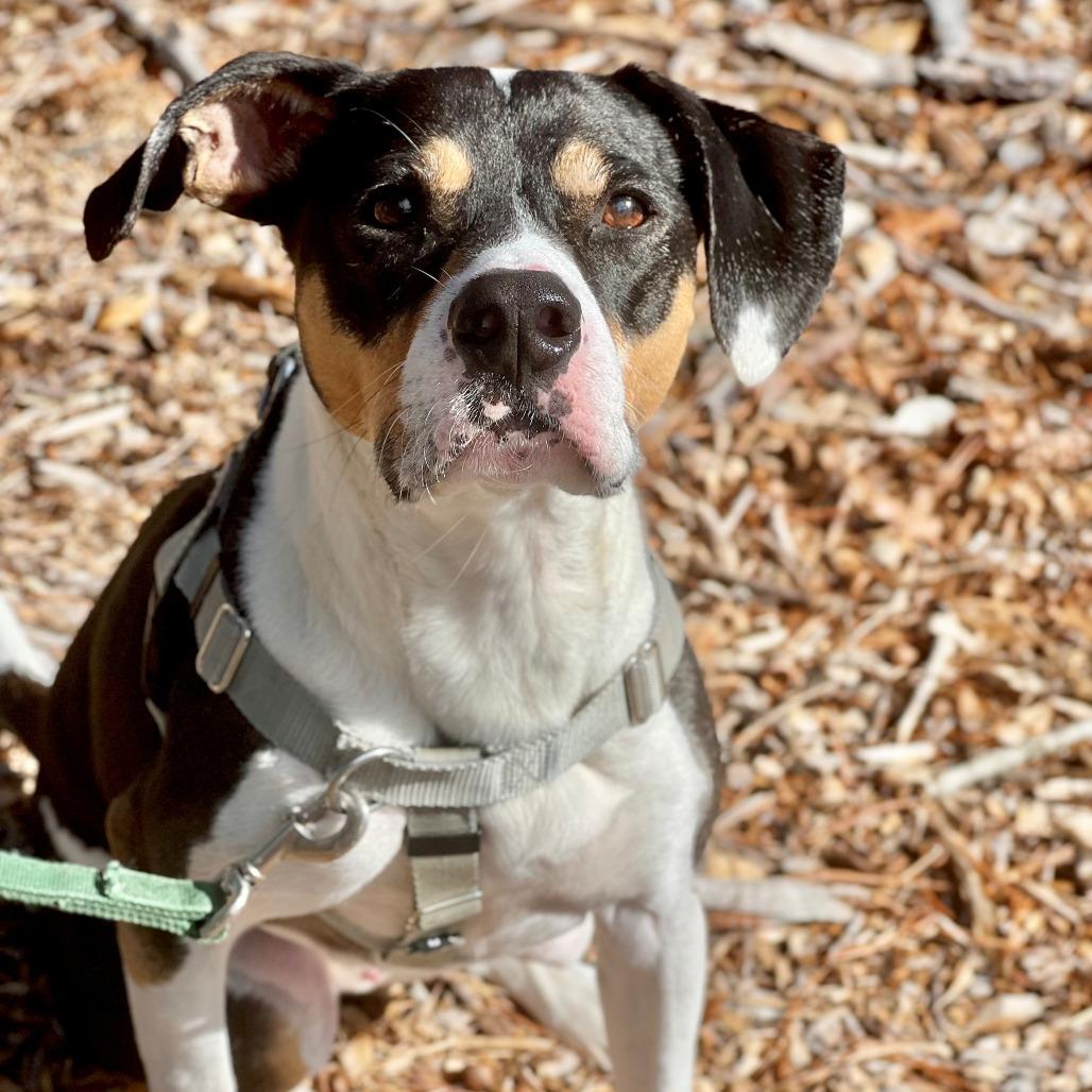 Oden, Adoptable, Adult Male Hound.