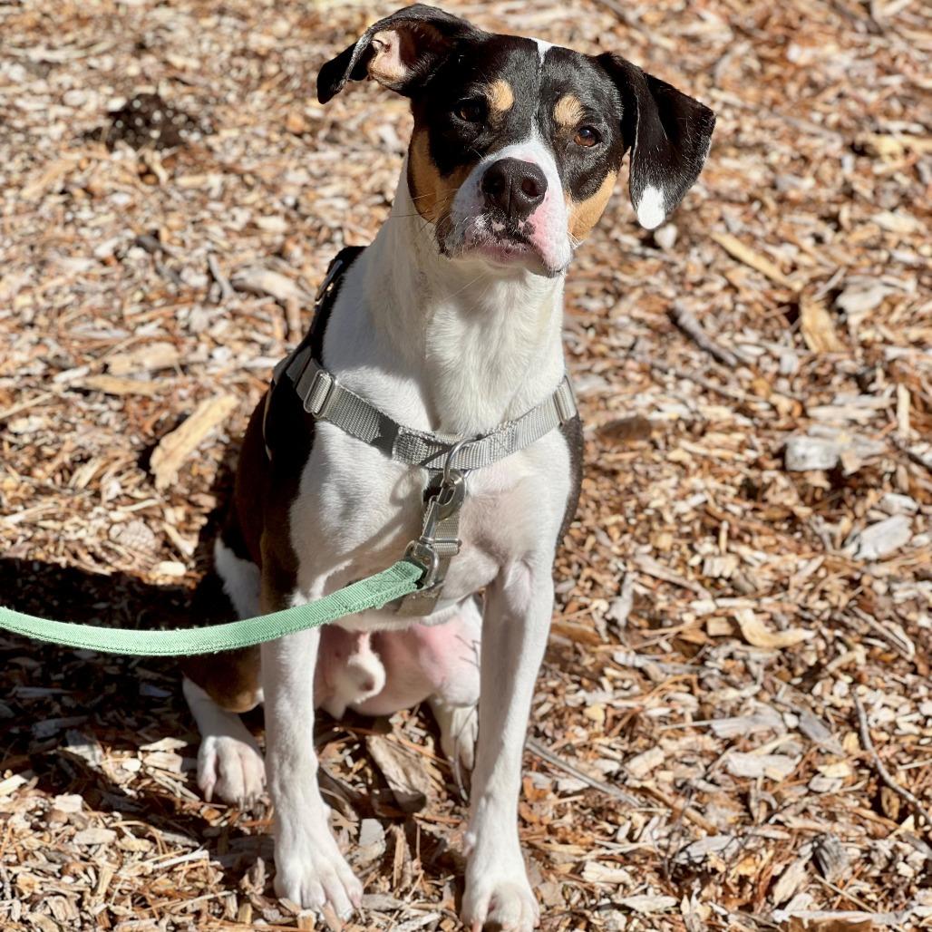 Oden, a Adoptable Hound in East Hampton, NY image 2/6