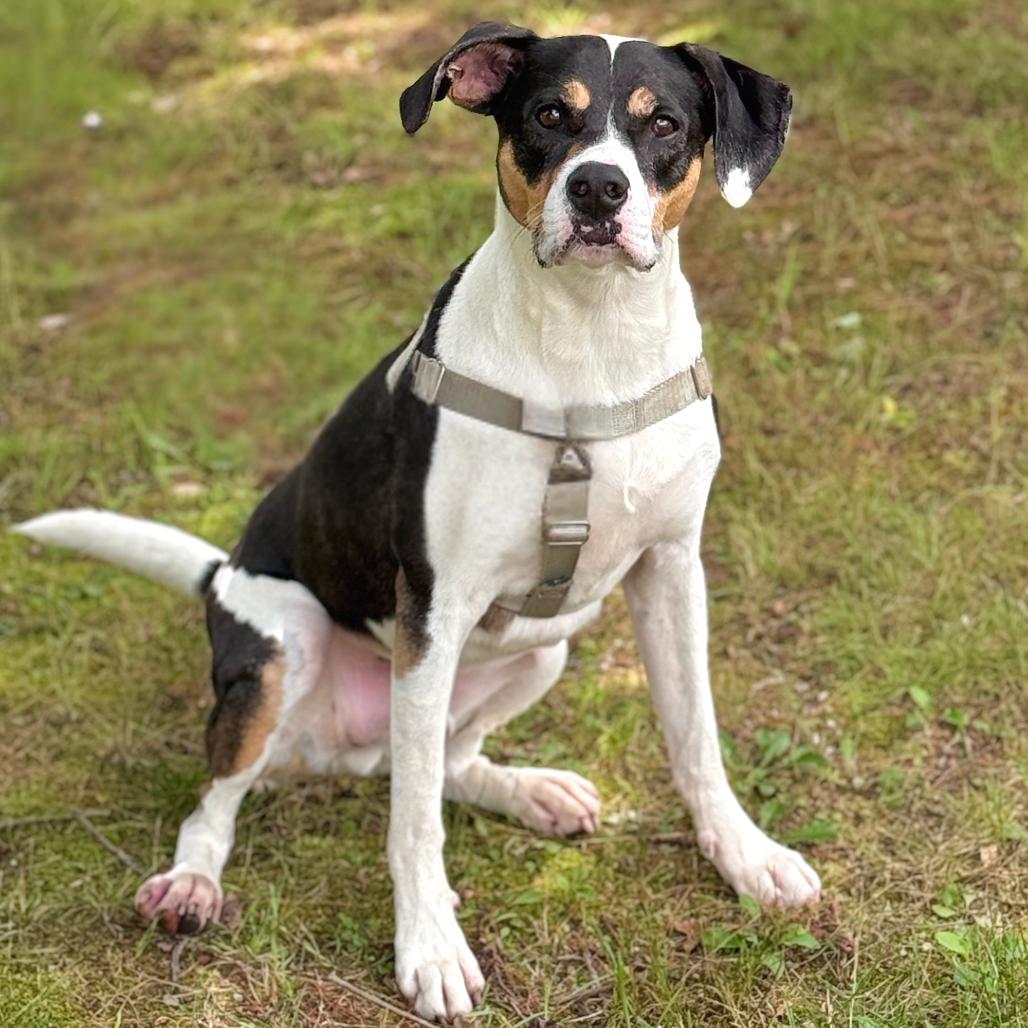 Oden, a Adoptable Hound in East Hampton, NY image 3/6
