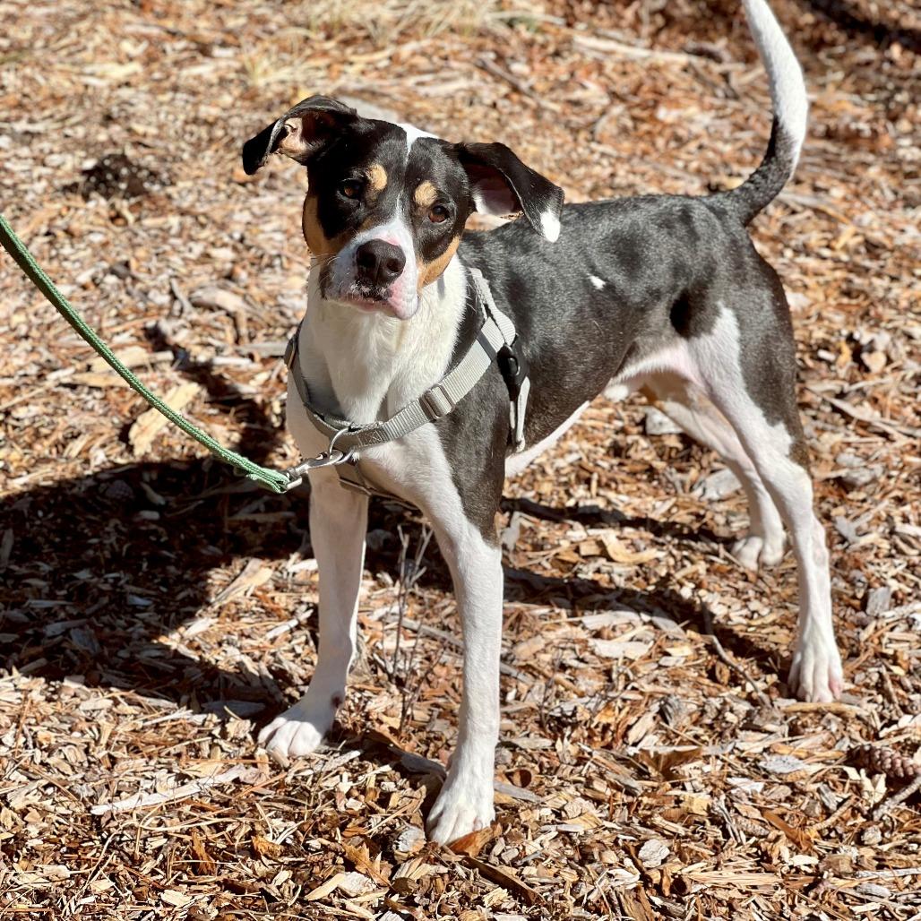 Oden, a Adoptable Hound in East Hampton, NY image 4/6