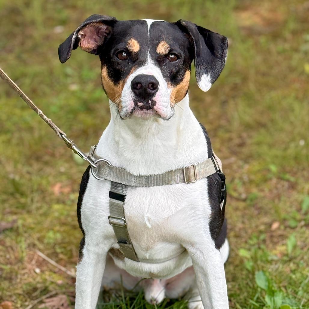 Oden, a Adoptable Hound in East Hampton, NY image 5/6