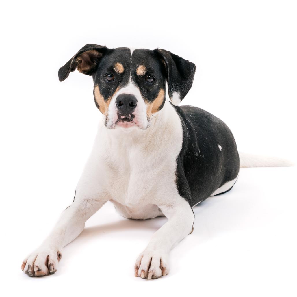 Oden, a Adoptable Hound in East Hampton, NY image 6/6