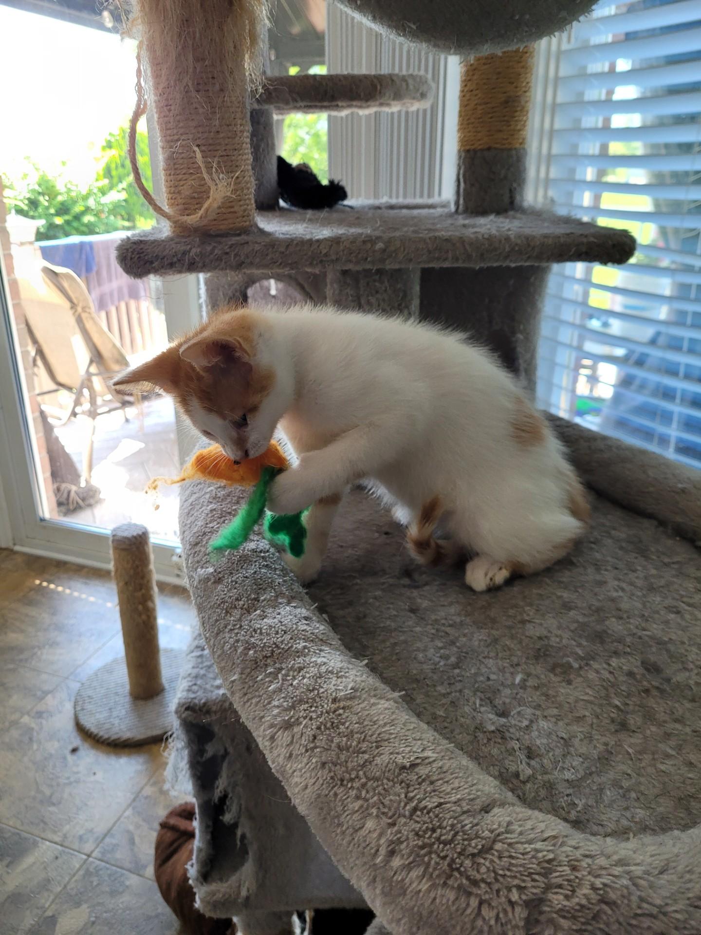 TINKER, a Adoptable Domestic Short Hair in Niagara on the Lake, ON image 3/5