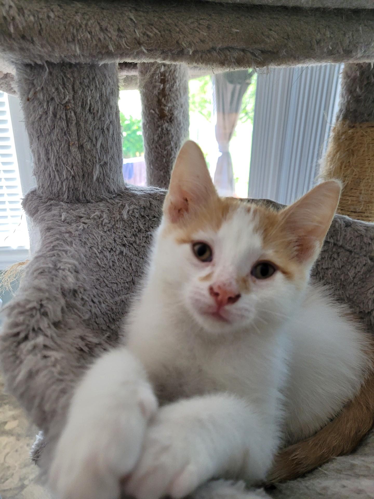 TINKER, Adoptable, Kitten Male Domestic Short Hair.
