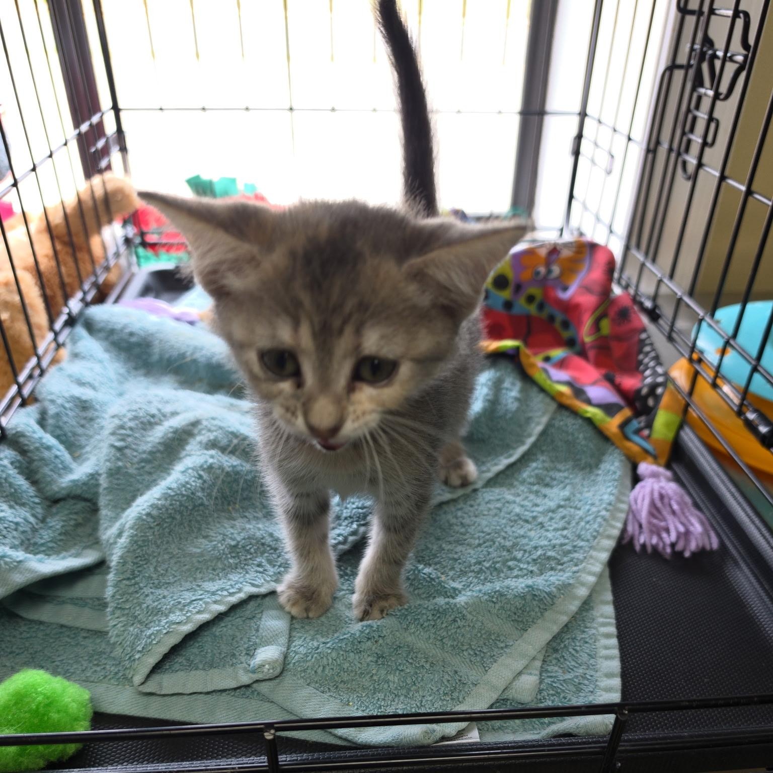 Enlarge Bubbly, an adopted mixed breed in Clarksville, VA image 2/6