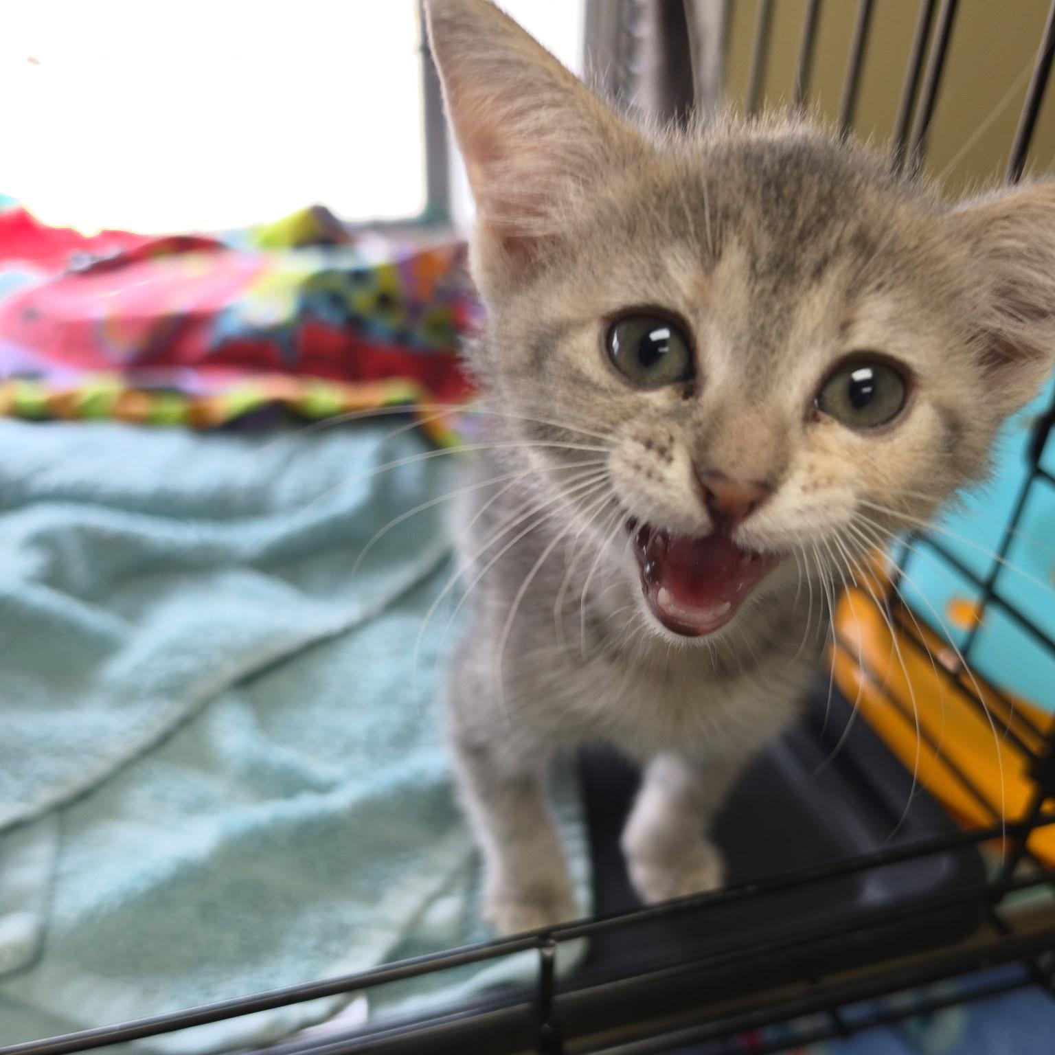 Bubbly, adopted, Kitten Female Tabby & Dilute Tortoiseshell.