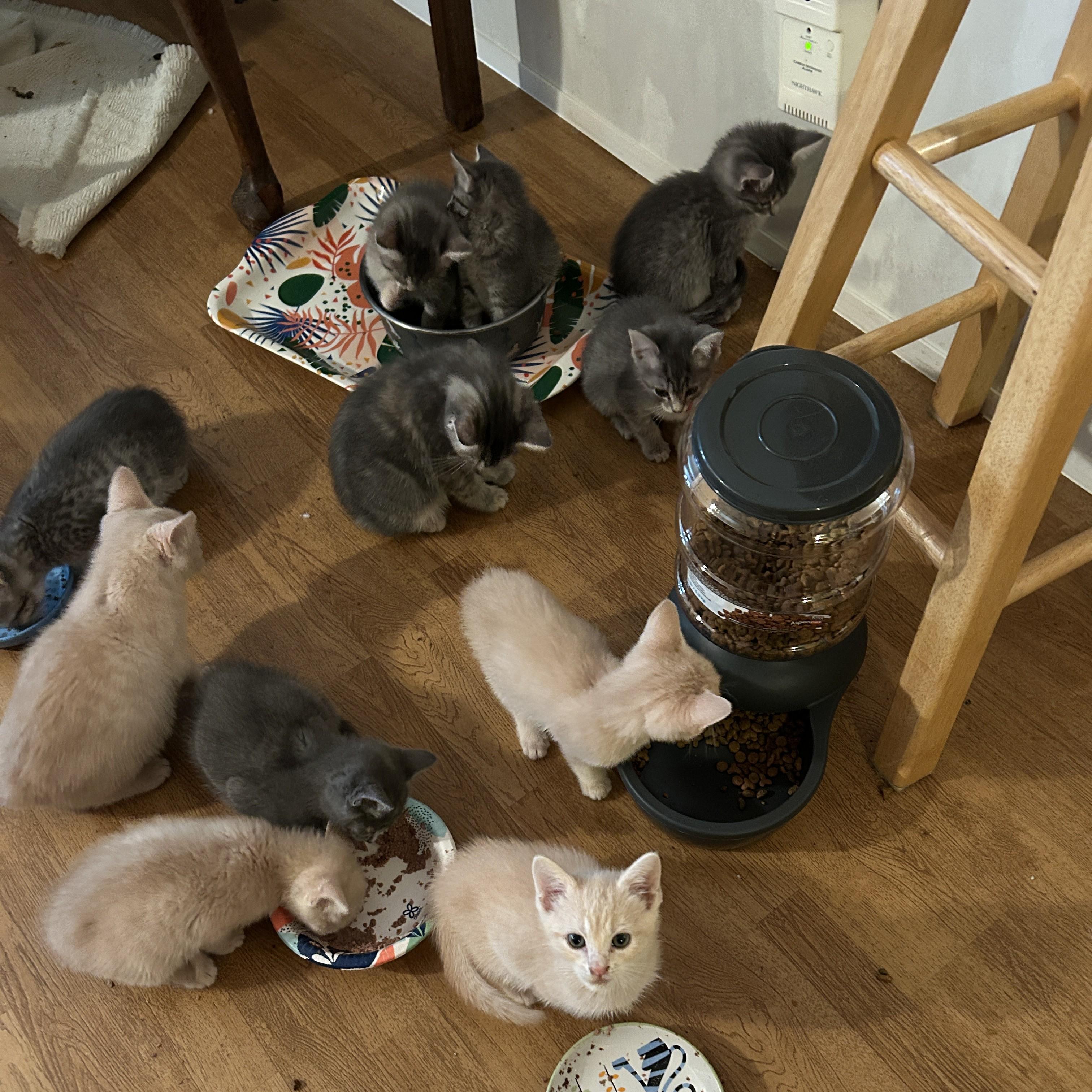 Enlarge Bubbly, an adopted mixed breed in Clarksville, VA image 4/6