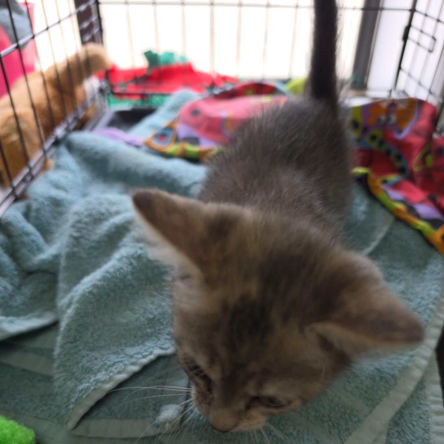 Enlarge Bubbly, an adopted mixed breed in Clarksville, VA image 3/6