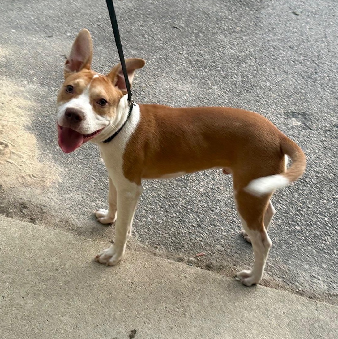 Enlarge Oliver, a Adoptable mixed breed in Richmond, VA image 5/6