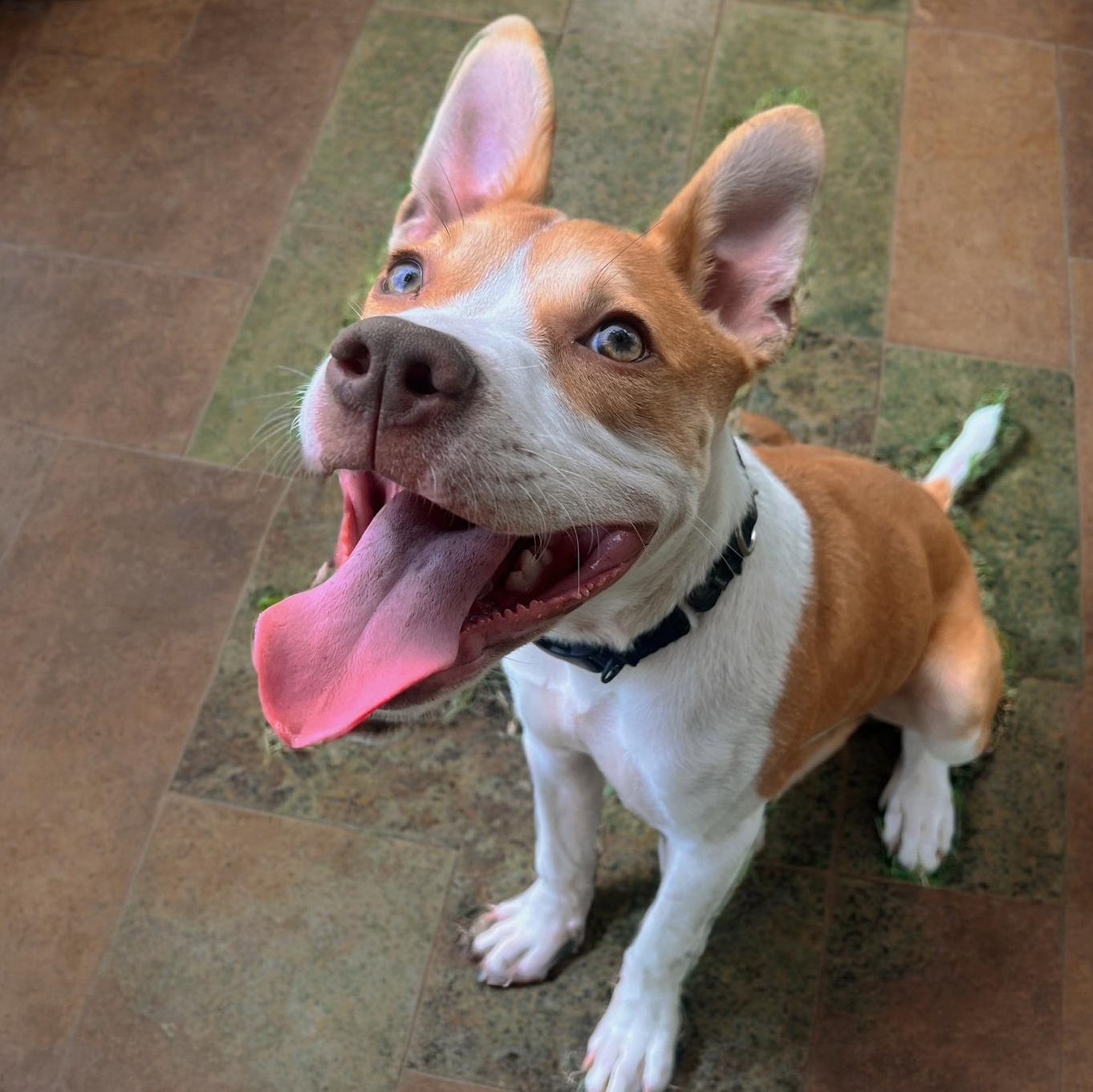 Enlarge Oliver, a Adoptable mixed breed in Richmond, VA image 4/6