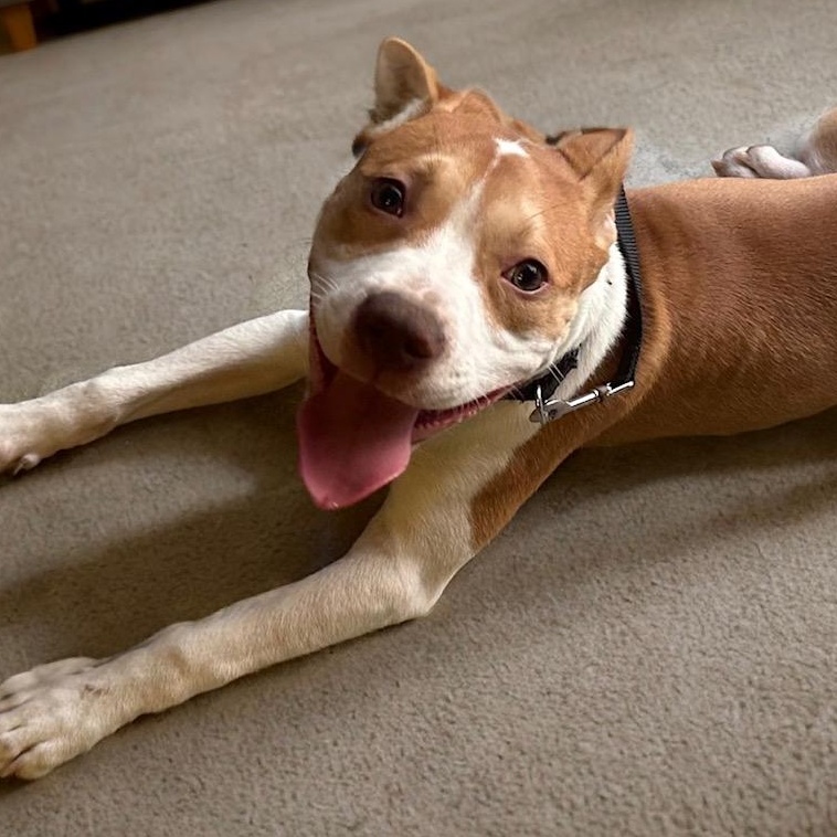 Enlarge Oliver, a Adoptable mixed breed in Richmond, VA image 3/6