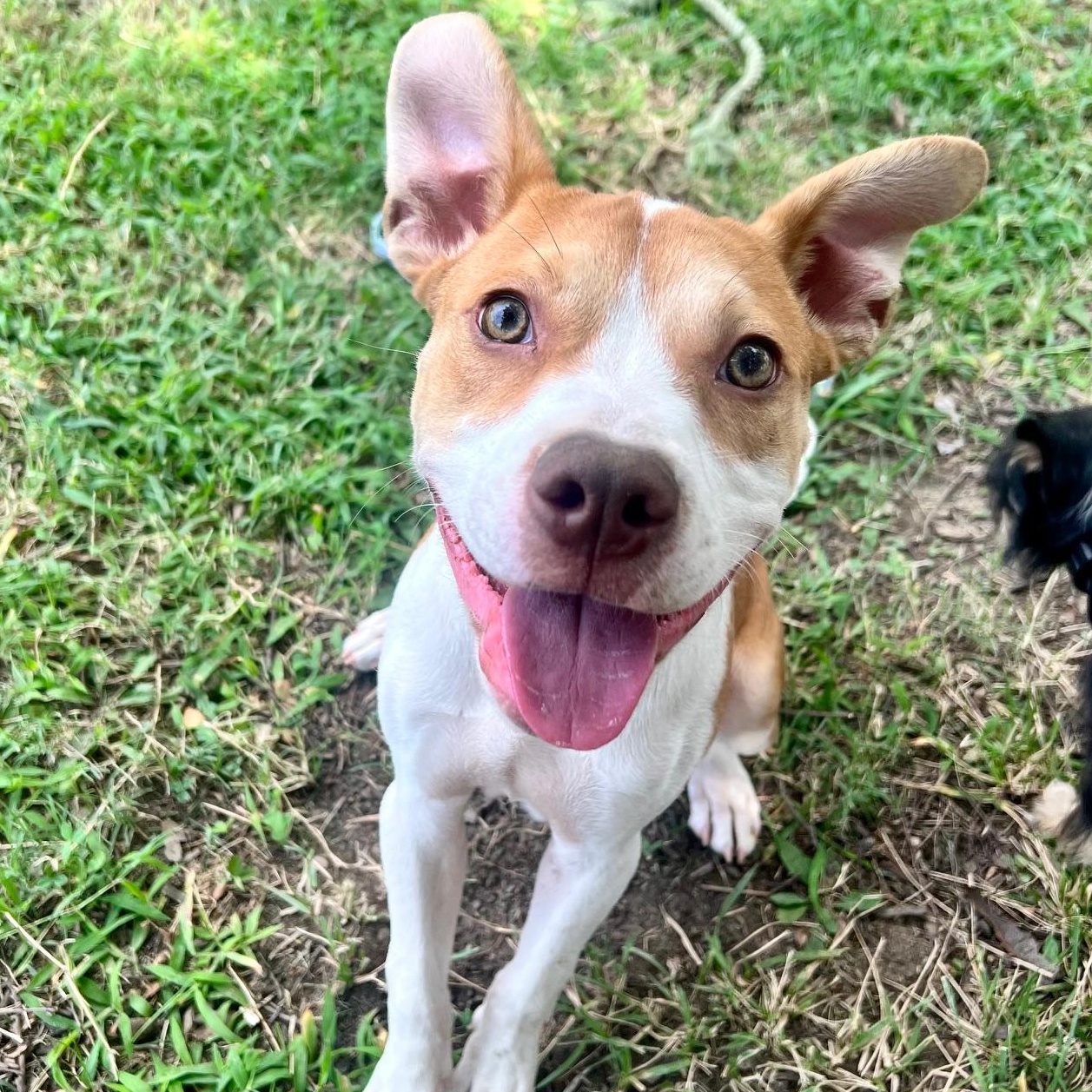 Enlarge Oliver, a Adoptable mixed breed in Richmond, VA image 1/6