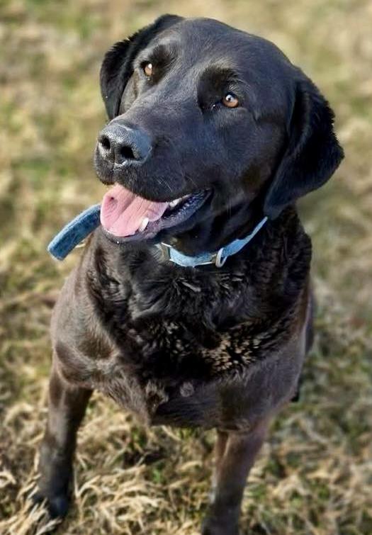 Enlarge Macy, an adoption pending mixed breed in Westfield, NY image 3/4