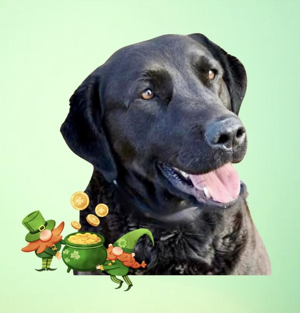 Enlarge Macy, an adoption pending mixed breed in Westfield, NY image 1/4