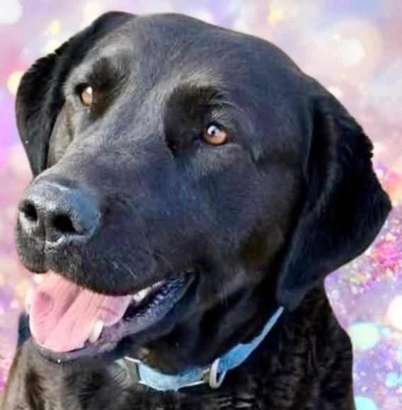 Enlarge Macy, an adoption pending mixed breed in Westfield, NY image 4/4